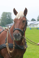 Fototapeta premium Arbeitspferd im Geschirr