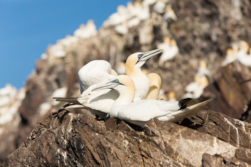 Northern Gannet (Morus bassanus) calling at nesting at breeding colony, bass rock, United Kingdom