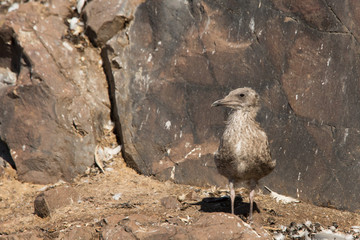 European herring gull (Larus argentatus)  chick at nesting site, Bass Rock, United Kingdom