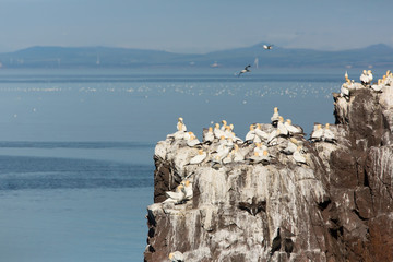 Northern Gannet (Morus bassanus) calling at nesting at breeding colony, bass rock, United Kingdom