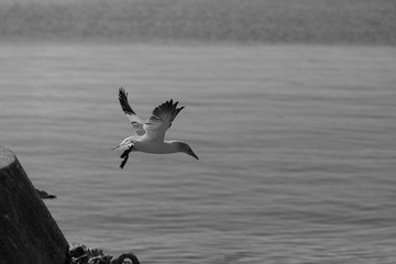 Northern Gannet (Morus bassanus) in flight fishing, near breeding colony at bass rock, united Kingdom