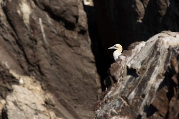 Northern Gannet (Morus bassanus) at nest site, near breeding colony at bass rock, united Kingdom