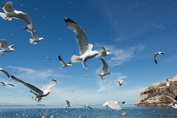 European herring gull (Larus argentatus)  flying beside boat during fishing, Bass Rock, United Kingdom