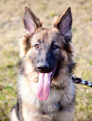 Lovely German Shepherd in the Outdoor