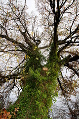 Arbre en contre-plongée