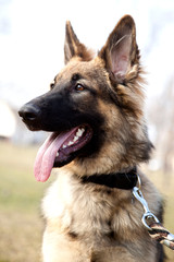 Lovely German Shepherd in the Outdoor