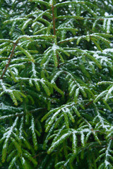 Spruce with snow