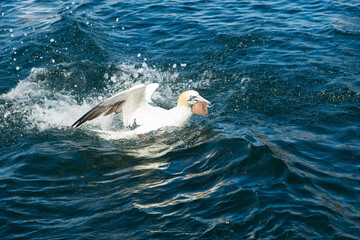 Northern Gannet (Morus bassanus) with fish in sea near breeding colony at bass rock, united Kingdom