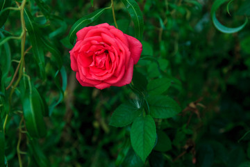 Beautiful Red Rose Flower on Green Background.  Beautiful Close Up of Red Rose Flower in the garden on Slovakia. Nature, flower, leaves.