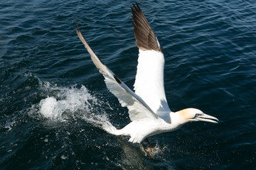 Northern Gannet (Morus bassanus) with fish in sea near breeding colony at bass rock, united Kingdom