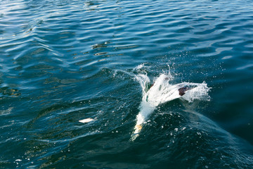 Northern Gannet (Morus bassanus) diving into sea while fishing near breeding colony at bass rock, united Kingdom