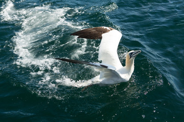 Northern Gannet (Morus bassanus) diving into sea while fishing near breeding colony at bass rock, united Kingdom