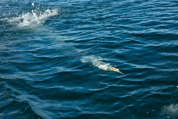 Obraz premium Northern Gannet (Morus bassanus) diving into sea while fishing near breeding colony at bass rock, united Kingdom