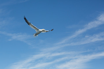 Northern Gannet (Morus bassanus)  fishing, near breeding colony at bass rock, united Kingdom