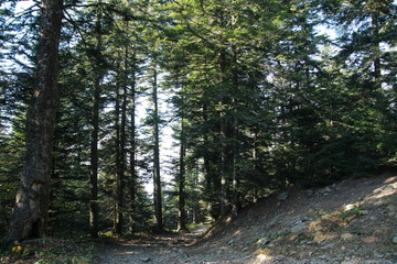 Sentier forestier du Pilat