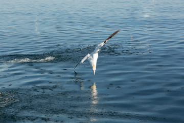 Northern Gannet (Morus bassanus) in flight fishing, near breeding colony at bass rock, united Kingdom