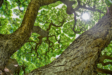 The vitality of the tree