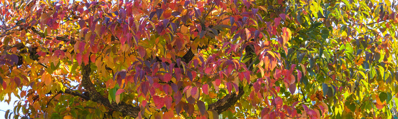 autumn, colorful leaves of persimmon tree