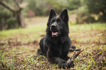Portrait of black german shepherd dog, selective focus