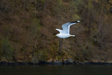 A soaring white seagull flies over the water against the backdrop of the mountains.