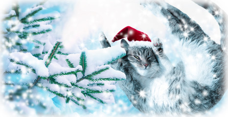 Flying or jumping funny tabby santa cat in red hat on covered with snow fir tree background. Winter Christmas panoramic greeting card, copy space. Holiday soft blue toned template