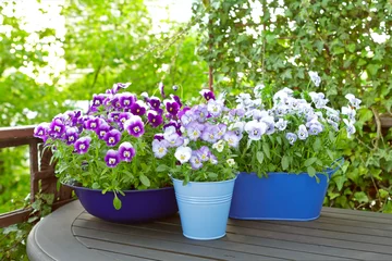 Photo sur Plexiglas Pansies Purple, blue and violet pansy flowers in two pots and a bowl on a wooden balcony table in spring, copy or text space