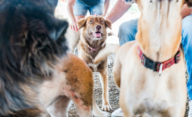 Obraz na płótnie Canvas Rescue dogs at an animal Sanctuary on the caribbean island of Curacao