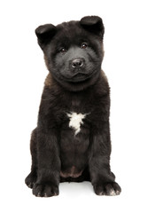 American Akita puppy sits on white background
