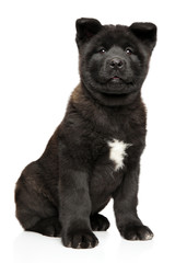 Obraz premium American Akita puppy on white background