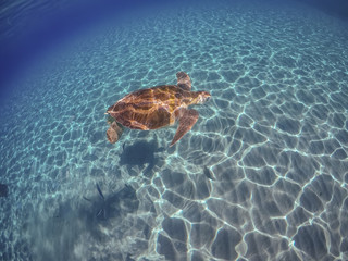 Swimming with Turtles on the Caribbean Island of Curacao