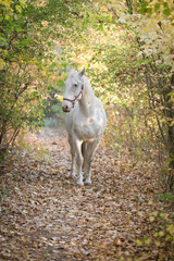 weisses Pferd auf einem Weg