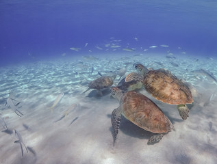 Swimming with Turtles on the Caribbean Island of Curacao