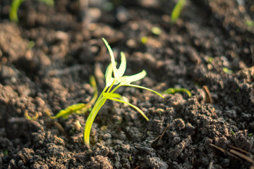 Water spinach organic In the natural garden
