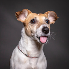 jack russell dog portrait with tongue out, grey background.