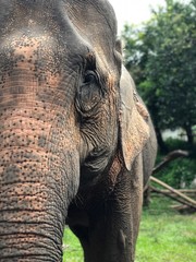 Elephant portrait close-up
