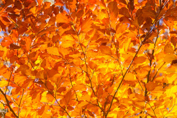 golden shining beech leaves are illuminated by the sun
