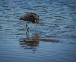 A heron at the salt pans of Jan Kok  on the Caribbean Island of Curacao