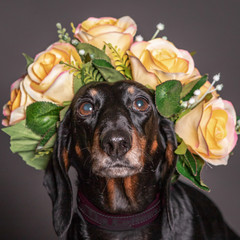 dachsund black dog in a flowers crown