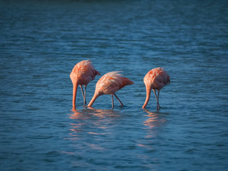 Flamingos at the Jan Kok Salt Pans on the Caribbean Island of Curacao