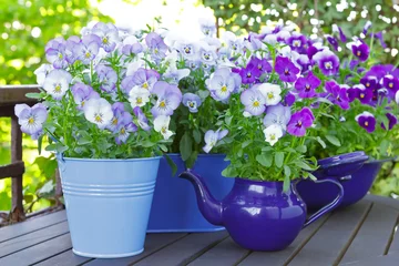 Foto auf Acrylglas Pansies Lila, blaue und violette Stiefmütterchenblumen in 3 Töpfen und einem emaillierten Krug auf einem hölzernen Balkontisch im Frühjahr, Hintergrundschablone