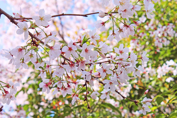 桜の花　ソメイヨシノ