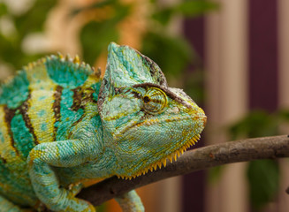 chameleon