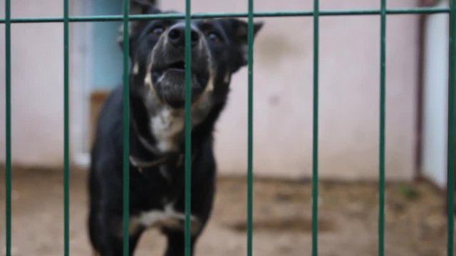 Closeup Of Barking Stray Dog Caged In Animal Shelter