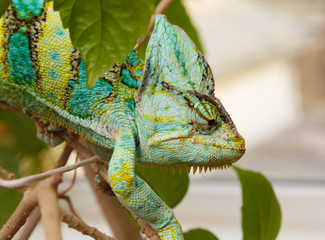 chameleon