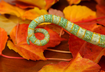 tail of a chameleon