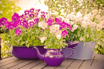 Photo sur Plexiglas Pansies Fleurs de pensée violettes, bleues et violettes dans deux pots et une cruche émaillée sur une table de balcon en bois au printemps, effet filtre vintage