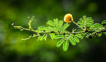 Flowers  at the salt pans of Jan Kok  on the Caribbean Island of Curacao