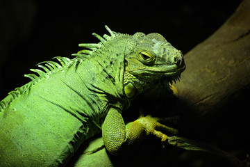 Fototapeta premium green iguana on a branch