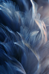 Naklejka premium Blur Bird chickens feather texture for background, Fantasy, Abstract, soft color of art design.