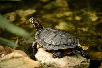 turtles in the water, zoo